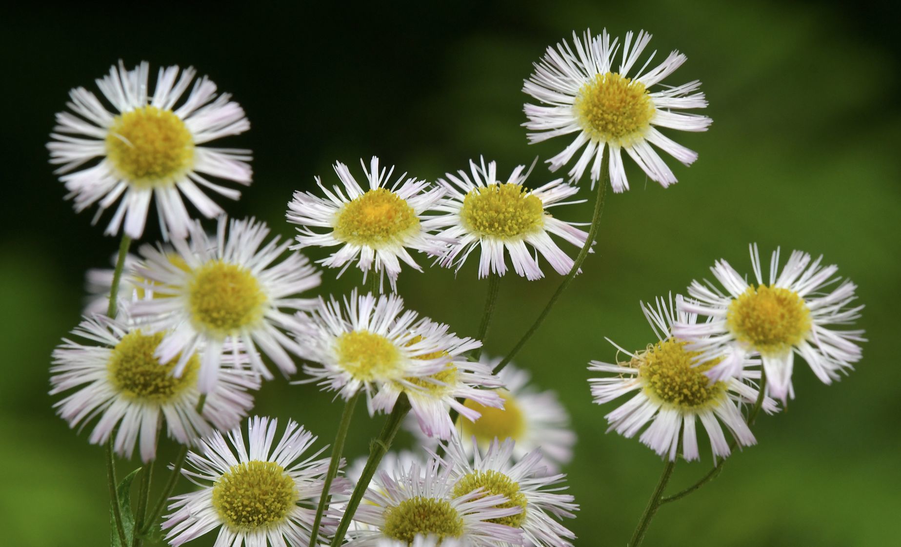Getting Flowery